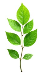 Obraz premium Single isolated branch with leaves on white background, nature, cleanliness, foliage