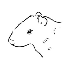 Agouti Vector Illustration Hand Drawn Animal Cartoon Art