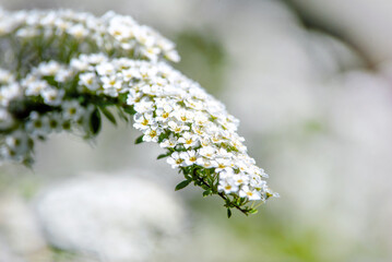 Spirea bushes bloom in the spring in May