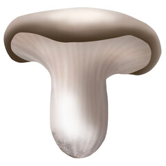 Mushroom 
