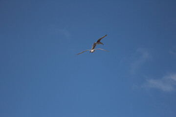 mar, campo, azul, verde, plantas, cactus, rocas, animal, agua, espuma