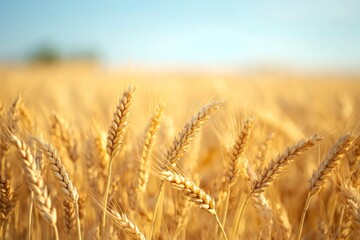 Fototapeta premium Golden wheat field under a clear sky