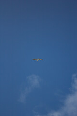 mar, campo, azul, verde, plantas, cactus, rocas, animal, agua, espuma