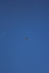 mar, campo, azul, verde, plantas, cactus, rocas, animal, agua, espuma