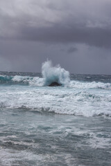mar, campo, azul, verde, plantas, cactus, rocas, animal, agua, espuma