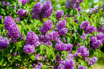 Pink lilac blooms in the Botanical garden
