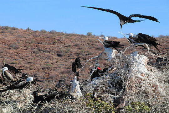 Frigate bird colony on Isla Espiritu Santo, Baja California, Mexico