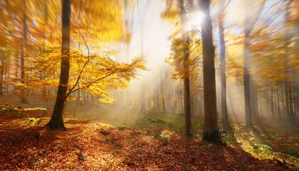 Fototapeta premium enchanting sun rays falling through the mist in a golden forest in autumn the beauty of nature in vibrant warm autumnal colors of deciduous trees