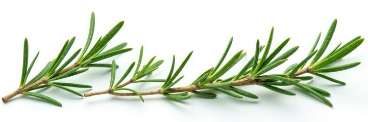 Fototapeta premium Sprigs of rosemary on white background branches, botanical, branches