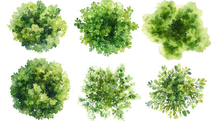 Obraz premium Watercolor Tree Top View – Lush Green Foliage on white background Ai Generated