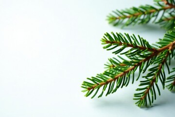 Obraz premium Spruce branches against a clean white surface, minimalist, nature