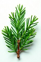 Fototapeta premium Spruce fir needles isolated on a clean white surface, foliage, green