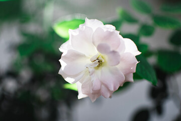 A close-up of a white rose in full bloom, its petals delicately layered, evoking purity and grace. The blurred green background emphasizes the soft lighting, enhancing the rose’s natural elegance. 