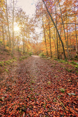 Obraz premium Falling leaves in the beech forest