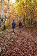 Fototapeta premium Two young people walking and chatting in the beech forest in autumn.
