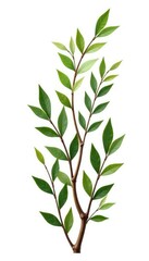 Fototapeta premium Stack of isolated branches in different sizes and orientations on a white background, plantlife, branches arrangement,