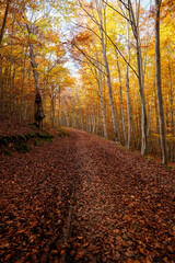 Falling leaves in the beech forest