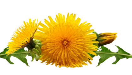 Vibrant yellow dandelion blossoms with stems and buds isolated on a white background.