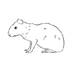Agouti Vector Illustration Hand Drawn Animal Cartoon Art