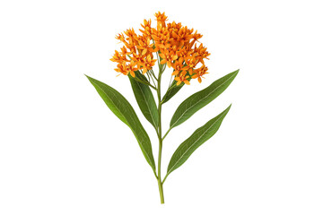 Butterfly milkweed Isolated on transparent background