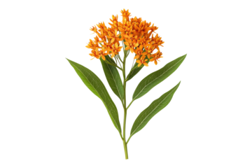 Butterfly milkweed Isolated on transparent background