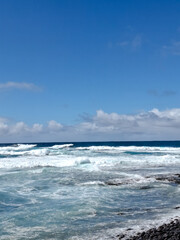 mar, campo, azul, verde, plantas, cactus, rocas, animal, agua, espuma