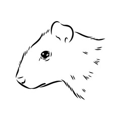Agouti Vector Illustration Hand Drawn Animal Cartoon Art