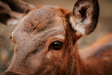 Close-up view of a deer highlighting its expressive eyes and textured fur in a natural setting...