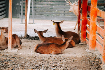 Group of resting deer in a wooden enclosure during the afternoon in a wildlife preserve