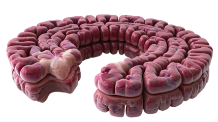 Raw meat cuts with human brain model isolated on white background