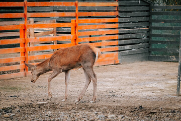 Young deer exploring a fenced area during the day in a natural setting