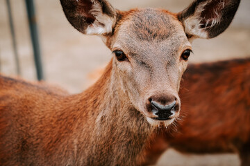 Fototapeta premium Majestic deer captured in natural habitat during afternoon hours near a forest setting