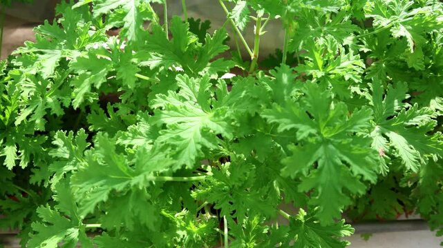 Zooming onto fresh citronella leaf, with scent and properties to repel insects and mosquito.
