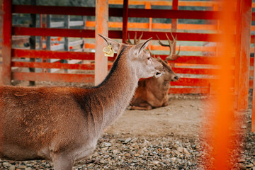 Deer grazing peacefully in a fenced area during daylight in a rural environment