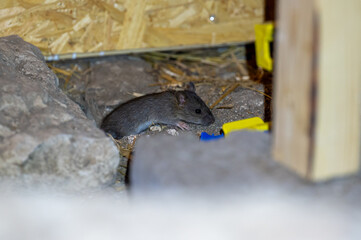 Cute little house mouse near mouse trap