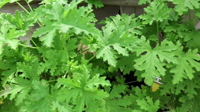 Panning right to left on fresh citronella leaf, plant with scent and properties to repel insects and mosquito.