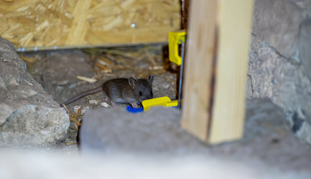 Cute little house mouse near mouse trap