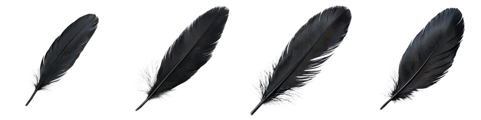 Elegant black feathers gracefully floating against a clean white background creating a minimalist and ethereal composition