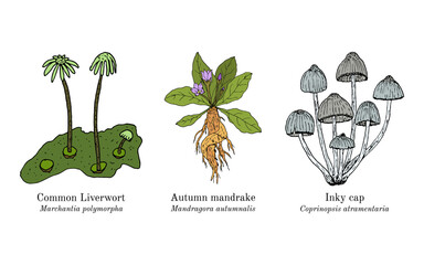 Collection of edible and medicinal plants. Hand drawn botanical vector illustration