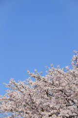 満開の桜の花と青空、サクラの背景、ソメイヨシノ、染井吉野、さくら