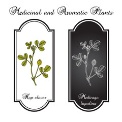 Hop clover or black medick (Medicago lupulina), honey and fodder plant. Hand drawn botanical vector illustration