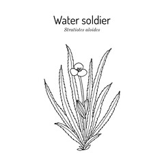 Fototapeta premium Water soldier or water pineapple (Stratiotes aloides), aquatic medicinal plant. Hand drawn botanical vector illustration