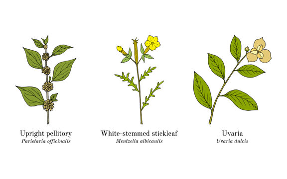 Collection of edible and medicinal plants. Hand drawn botanical vector illustration
