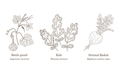 Collection of edible and medicinal plants. Hand drawn botanical vector illustration