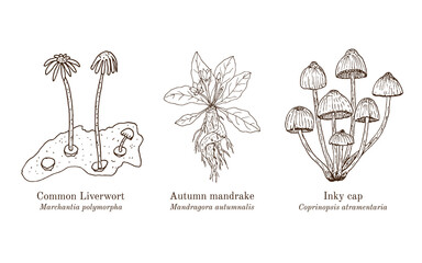 Collection of edible and medicinal plants. Hand drawn botanical vector illustration