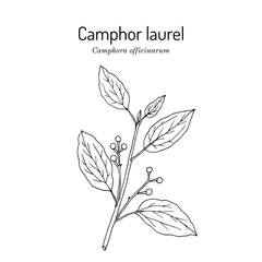 Camphor tree (Camphora officinarum), edible and medicinal plant. Hand drawn botanical vector illustration