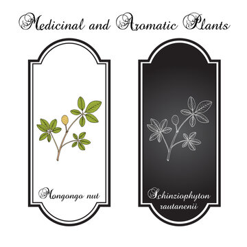Mongongo nut (Schinziophyton rautanenii), edible and medicinal plant. Hand drawn botanical vector illustration