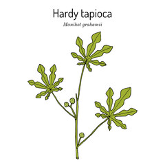 Hardy Tapioca (Manihot grahamii), ornamental and edible plant. Hand drawn botanical vector illustration