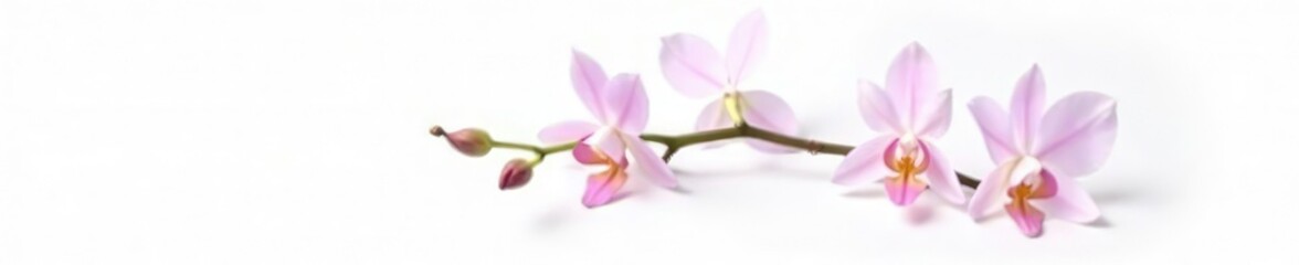 Fototapeta premium Delicate orchid stem isolated on white background, gardenia, nature, flower power