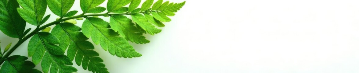 Obraz premium Ferns green leaf isolated on white background, forest, nature